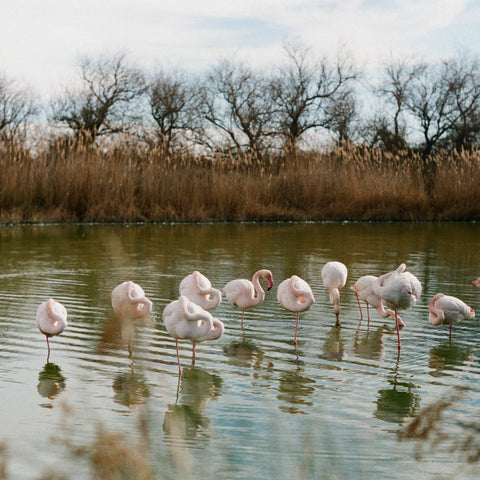 Livre guide Arles-Camargue